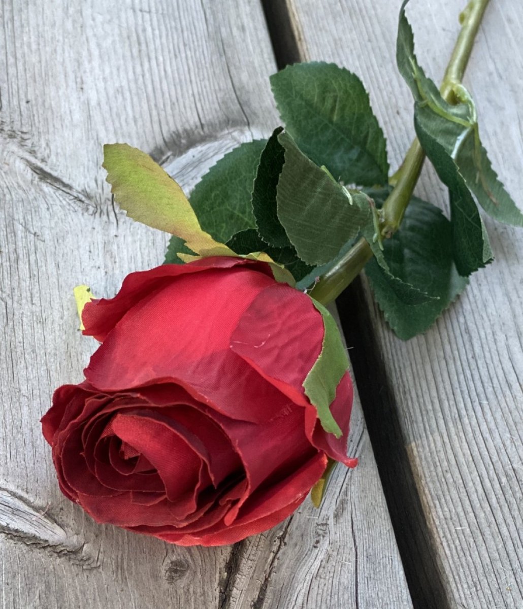 Röd ros mörk röd med gröna blad