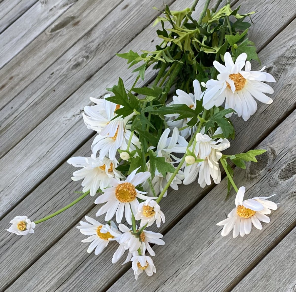 pr-stkrage-vit-och-gul-sommarblomma