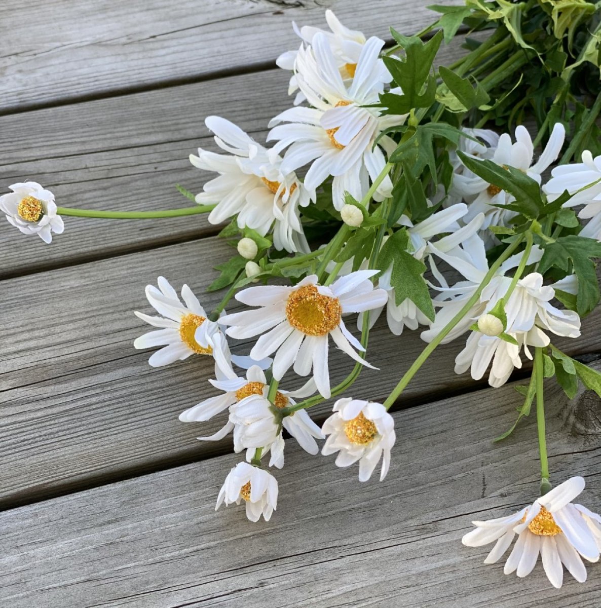 pr-stkrage-vit-och-gul-sommarblomma