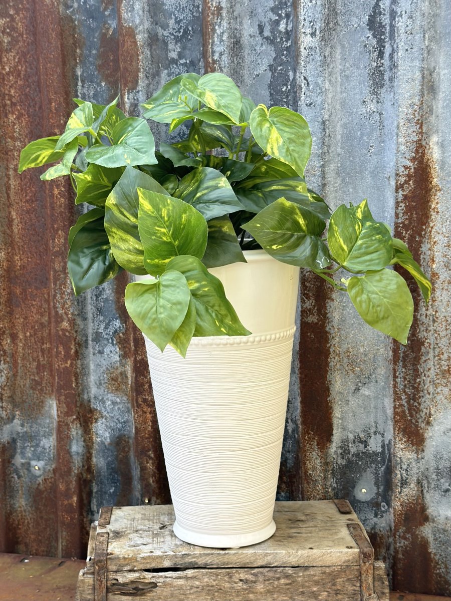 Grön Pothos blomma i kruka