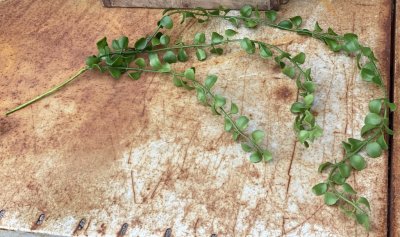 Grön Senecio kvist , gröna plätt blad på tråd kvist att dekorera med. Konstgjord välarbetad fler grenad modell. Att ha i en kruk