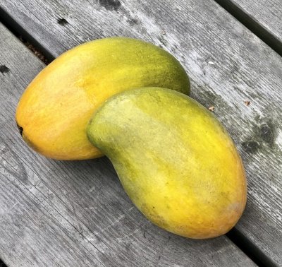Konstgjord Mango frukt i gult och grönt att dekorera med.  En vacker exotisk färg klick att fylla en frukt skål/fat med tex. Til