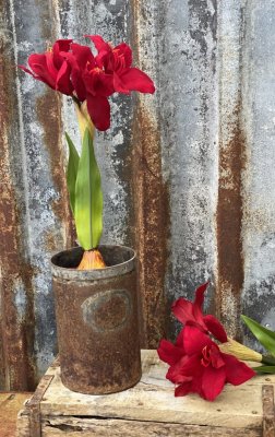Röd vacker verklighetstrogen och välarbetad amaryllis i konstgjord modell. I mindre modell med flera vita klockor blommor och gr