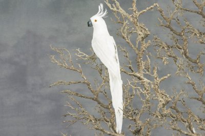 Vacker vit papegoja med huvud åt sidan. Verklighetstrogen konstgjord och vacker modell.  Större i modell med långt fint fjäder p