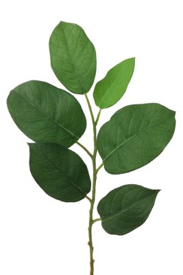 Gröna blad på kvist rosen blad att pynta, pyssla och dekorera med. Använd tillsammans med andra lösa blommor och bygg / kombiner