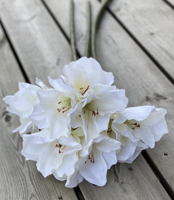 Vacker vit Amaryllis med lång stjälk. Utan lök i så kallad snittblomma för vaser och buketter tex. Med flera blommor i olika sto
