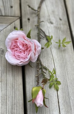 Vacker och romantisk rosa rosen gren /kvist med en utslagen ros och två knoppar . Dekorerad med små ljusgröna blad. Välarbetad o