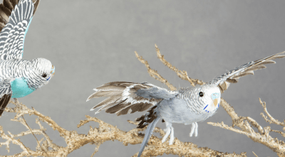 Undulat / fågel i färgglad stilfull modell. Med och av fjädrar och dun. finns i flera olika nyanser och flera olika modeller -Fl