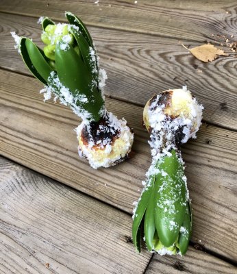 Hyacint lök dekorerad med puder snö i  knoppig modell med lök verklighetstrogen konstblomma att dekorera med ensam i en hyacintv