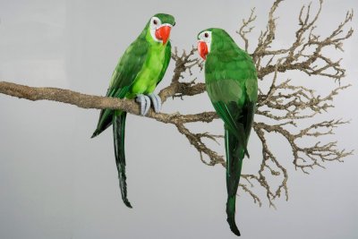 Vacker grön papegoja i fjädrar och dun. Verklighetstrogen konstgjord och vacker modell.    Mäter ca 43*11,5cm  Säljes per styck