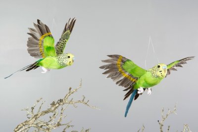 Undulat / fågel i färgglad stilfull modell. Med och av fjädrar och dun. finns i flera olika nyanser och flera olika modeller -Fl