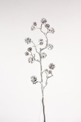 Vinter kvist med kottar och puder snö. Vacker stor/hög och fyllig modell med flera grenar. Att hänga och dekorera med eller lägg