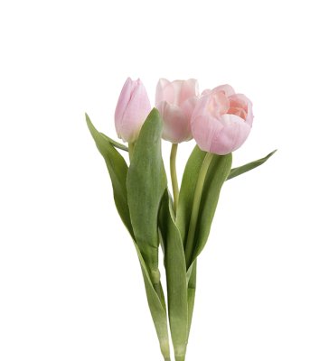 Vackra rosa tulpaner med krispig verklighets känsla och gröna blad. Levande modell som passar lika bra ensam i en vas som tillsa