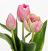Vackra rosa tulpaner med krispig verklighets känsla och gröna blad. Levande modell som passar lika bra ensam i en vas som tillsa