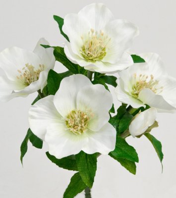 Vacker vit bukett med julrosor i  modell med blandat utslagna och knoppiga blommor med gröna blad. Att sätta i en vas, kruka ell