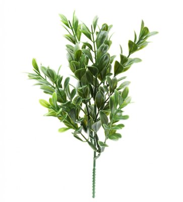 Grön buxbom kvist att dekorera, pynta och pyssla med. I olika arrangemang i en vas ensam tillsammans med andra eller olika blomm