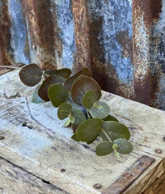 Eucalyptus kvist/gren i murrigt grön färgad nyans. Konstgjord med verklighetskänsla. Att dekorera med ensam eller tillsammans me