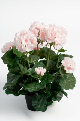 Verklighetstrogen konstgjord rosa pelargon i kruka. I tät modell med många blommor och gröna blad. Pelargonen står i en vanlig s