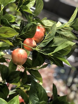 Verklighetstroget äppelträd med äpplen och gröna blad.  Stilfullt och elegant somrigt och smakfullt att dekorera med. Står i en