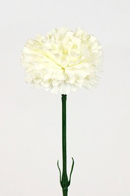Vacker vit nejlika med lång stjälk. Verklighetstrogen välarbetad konstgjord blomma. Lika vacker och passade ensam som flera till