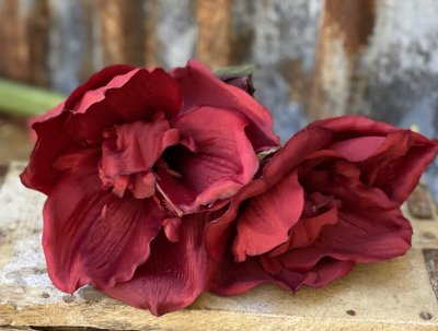 Vacker mörkröd Amaryllis med lång kraftig stjälk. Utan lök i så kallad snittblomma för vaser och buketter tex. Med flera blommor
