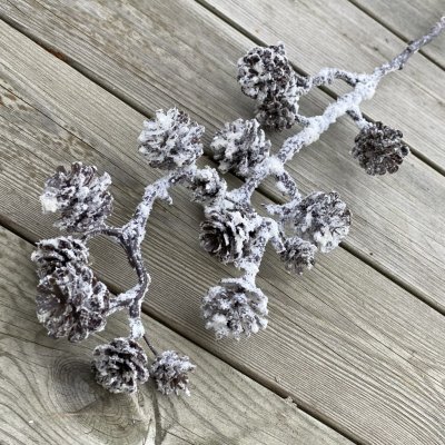 Vinter kvist med kottar och puder snö. Vacker stor/hög och fyllig modell med flera grenar. Att hänga och dekorera med eller lägg