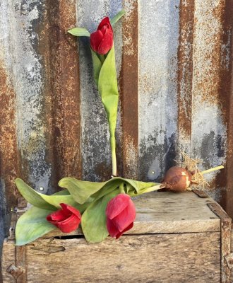 Vacker och välarbetad röd tulpan med lök och gröna blad. Vacker modell som gör sig lika bra i en glas vas som i en kruka eller a