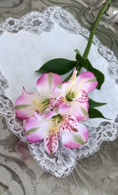 Alstromeria blomma en vacker och elegant blomma med klock formade blommor och gröna blad. Blommorna går i en fin mix av rosa och