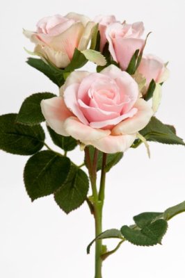 Rosa ros busk ros i bukett modell. Med flera blommor och gröna blad. Lika vacker att ha ensam i en vas eller flera tillsammans i