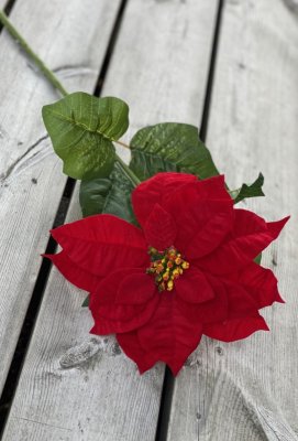 Röd julstjärna med lång stjälk och gröna blad. I fyllig modell med fin utslagen blomma. Lika vacker ensam som tillsammans med fl