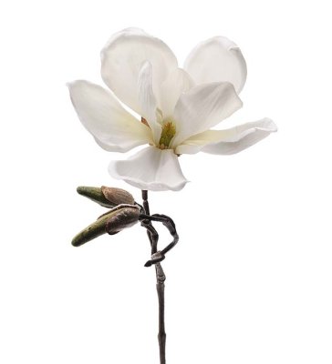 Vit magnolia kvist med blomma och knopp