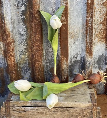 Vacker och välarbetad vit tulpan med lök och gröna blad. Vacker modell som gör sig lika bra i en glas vas som i en kruka eller a