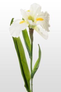 Vacker utslagen blomma Iris med lång stjälk och gröna blad. Finns i två nyanser.