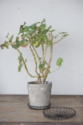 Svart tråd fil de fer fat/skål med liten kant. Att förvara, dekorera eller serverea på och med. Att ställa under blomkrukan, Läg