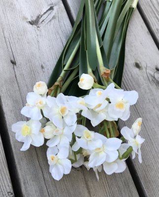 Vår vacker vit påsklilja /narciss med flera blommor. Blomman gör sig fint i en vas, i en bukett/arrangemang ensam eller tillsamm