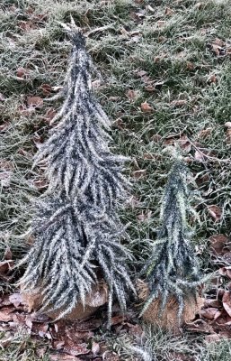 Vacker vinter gran grön med snö/frost kristaller och lätt is täcke. Detalj full och välarbetad med grenar i olika storlekar. Fin