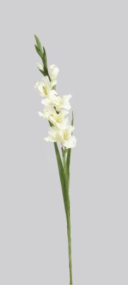 Vit Gladiolus med grön blad