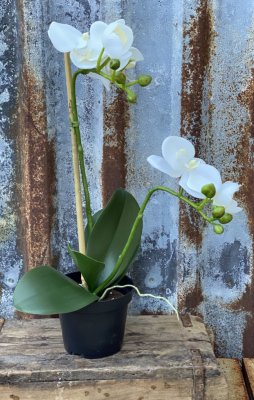 Vacker verklighetstrogen konstgjord orkidé Phalaneopsis. Vit två grenad med gröna blad. Står i plastad svart inne kruka. Vacker