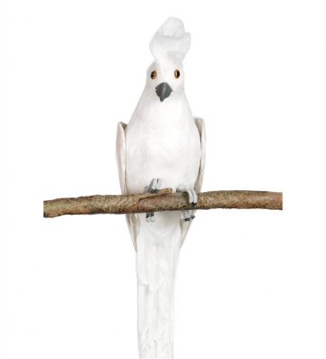 Vacker vit fågel kakadua med fjädrar och dun. Att dekorera med. Välarbetad och verklighetstrogen fågel .  Mäter 53cm