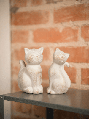 Gullig sittande katt med guld skimmer 