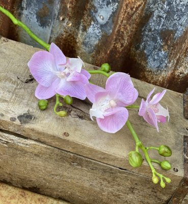 Rosa Orkidé Phalaenopsis kvist med flera  blommor. Att dekorera med ensam i en vas eller i ett bukett / arrangemang med flera an