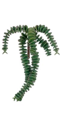 Grön succulent kvist/gren med gröna kraftiga täta aloevera liknande blad. Fler grenad i häng modell med vackert fall. Finns i tv