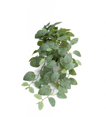 Grön Åderblad / Fittonia blomma /växt  med fall i kruka. I kraftiga fyllig modell med flera blad med vackert ådrigt mönster. Väl