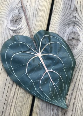 Grönt blad på kvist Anthurium blad att pynta, pyssla och dekorera med. Använd tillsammans med andra lösa blommor och bygg / komb