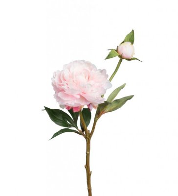 Vacker rosa pion med lätt vit rodnad. I modell om en utslagen blomma en knopp och gröna blad. En välarbetad verklighetstrogen ko