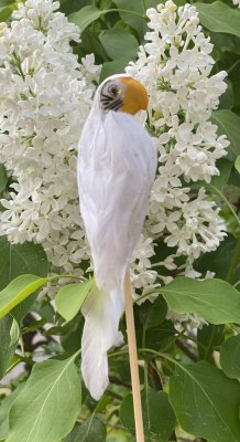 Vit papegoja i fjädrar och dun. Sitter fast på en pinne som man kan sätta i en blomma, i en bukett eller dekorera med efter tyck