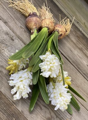 Vacker vit utslagen hyacint med lök, två blommor och gröna blad. Verklighetstrogen och välarbetad konstgjord blomma i större mod