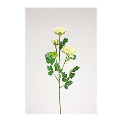 Ranunkel kvist i bukett modell med flera blommor och gröna blad. Blommorna går i en mjuk gul nyans. Välarbetad, verklighetstroge