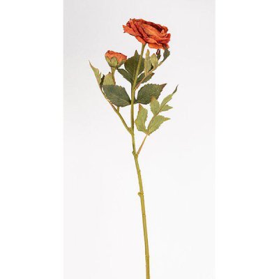 Höst ranunkel med dubbla blommor och gröna blad