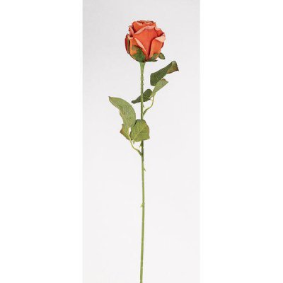Höst orange ros med gröna blad